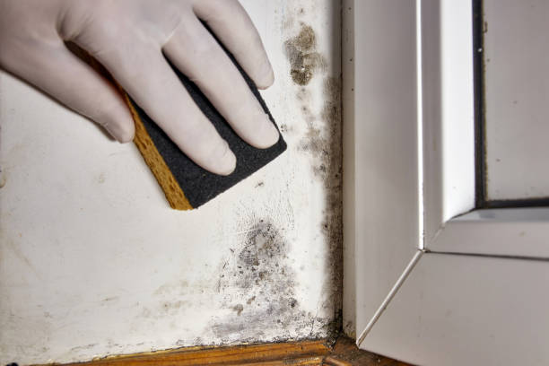 Best Crawl Space Mold Remediation  in USA